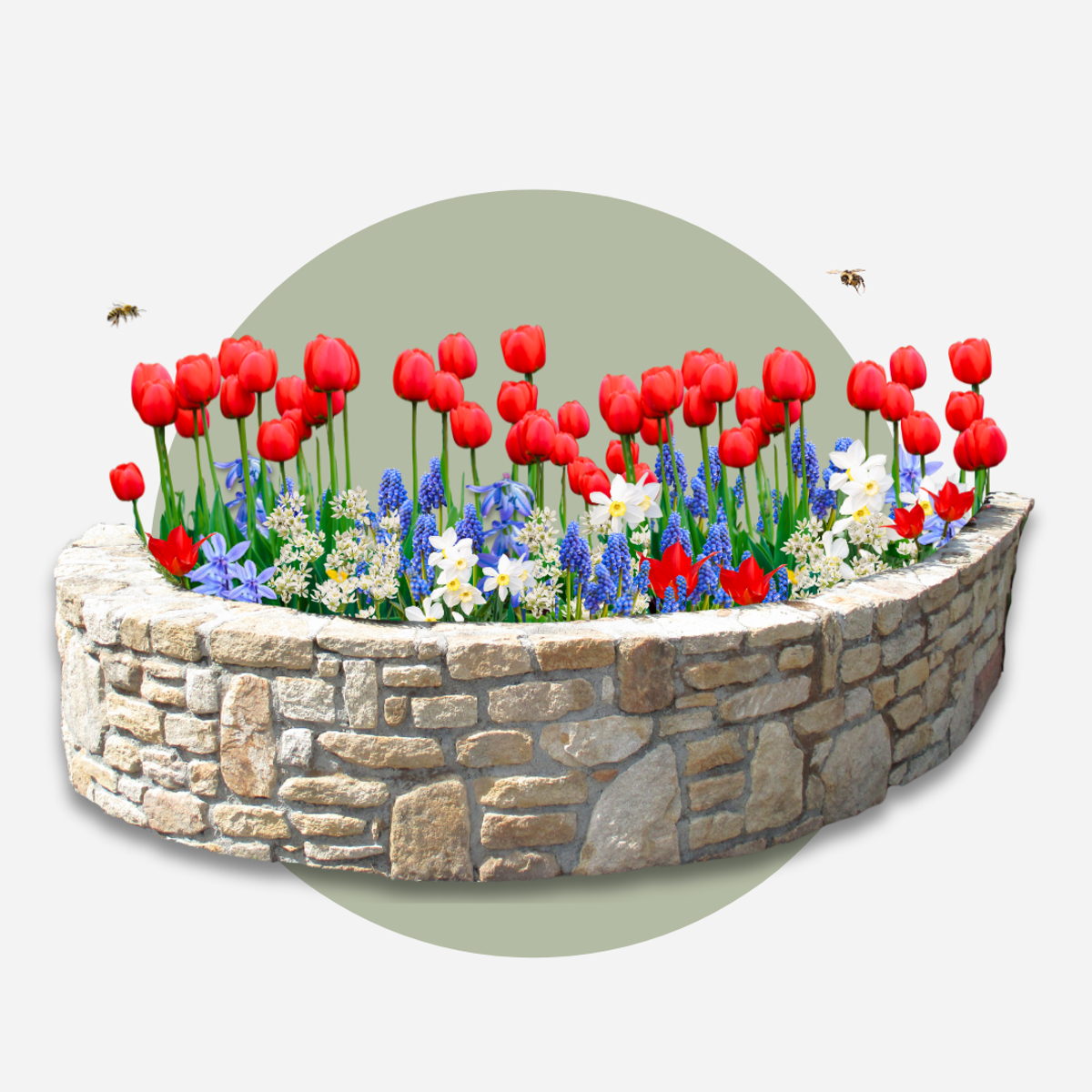 Bulb Mix Blumenzwiebelmischung - 125 Stk - Tulipa Narcissus Scilla Allium Muscari 