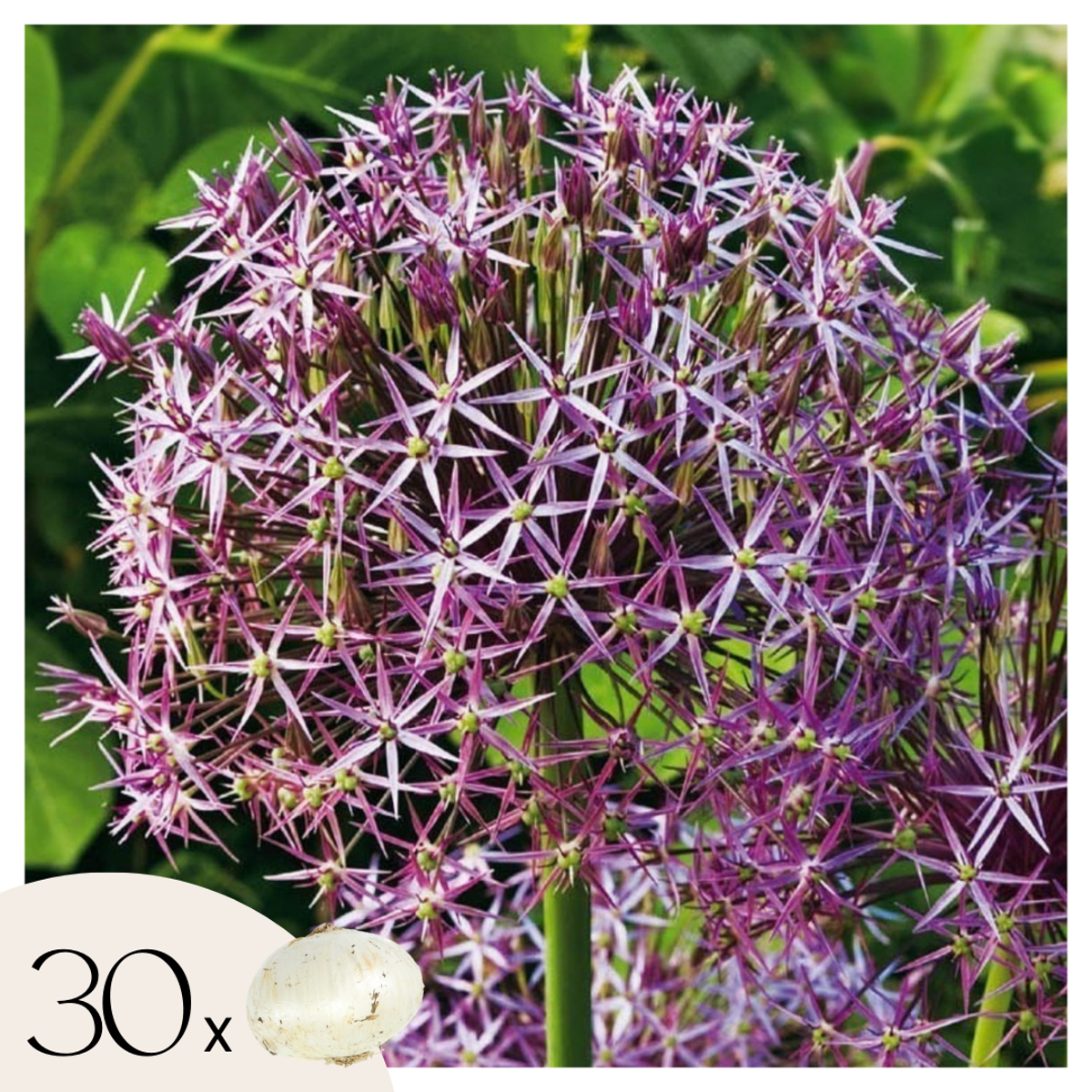 Alliumzwiebeln - 30 Stk - Allium 'Christophii' - Blumenzwiebeln - Lila 