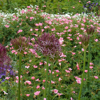 Alliumzwiebeln - 30 Stk - Allium 'Christophii' - Blumenzwiebeln - Lila 