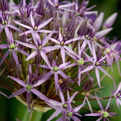 Alliumzwiebeln - 30 Stk - Allium 'Christophii' - Blumenzwiebeln - Lila 