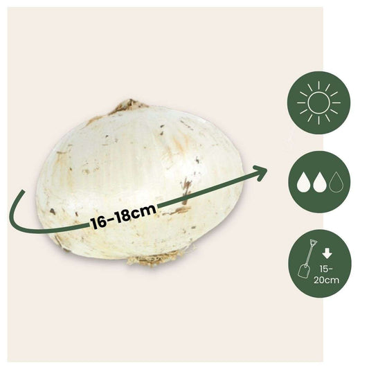 Alliumzwiebeln - 15 Stk - Allium 'Christophii' - Blumenzwiebeln - Lila 