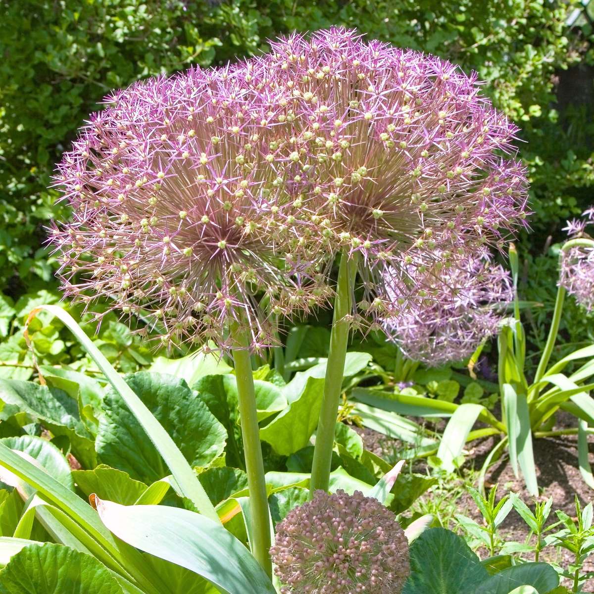 Alliumzwiebeln - 15 Stk - Allium 'Christophii' - Blumenzwiebeln - Lila 