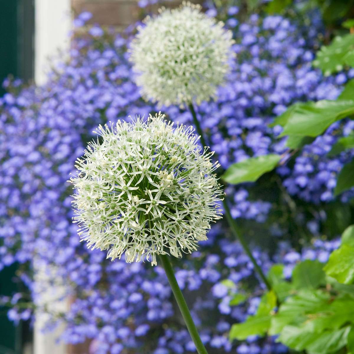 Alliumzwiebeln - 3 Stk - Allium 'Mount Everest' - Blumenzwiebeln - Weiß 