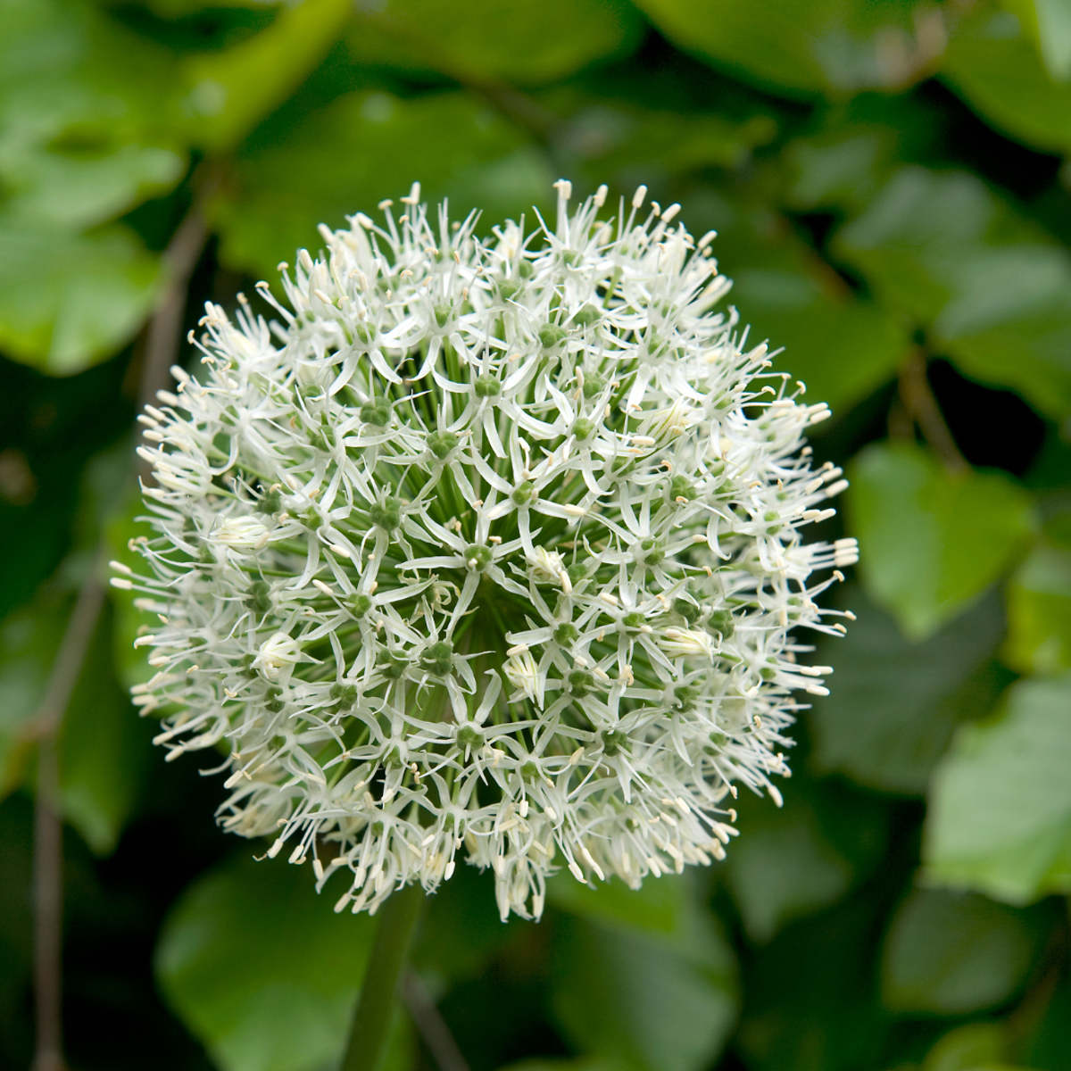 Alliumzwiebeln - 3 Stk - Allium 'Mount Everest' - Blumenzwiebeln - Weiß 