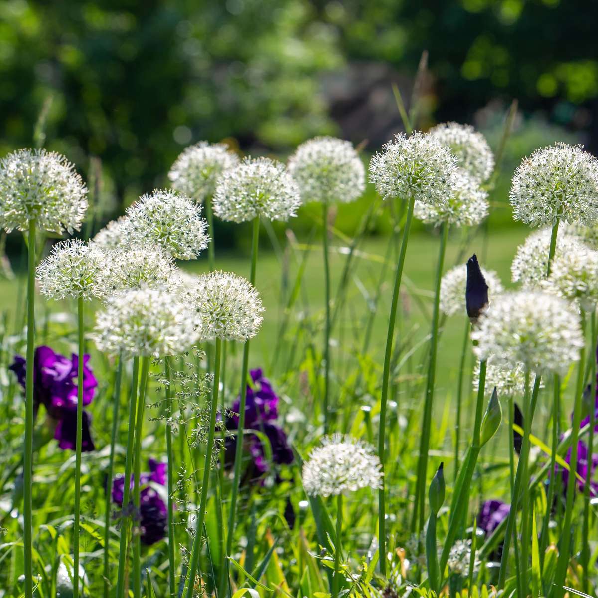 Alliumzwiebeln - 3 Stk - Allium 'Mount Everest' - Blumenzwiebeln - Weiß 