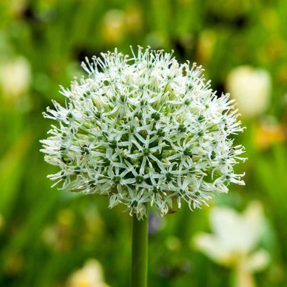 Alliumzwiebeln - 3 Stk - Allium 'Mount Everest' - Blumenzwiebeln - Weiß 