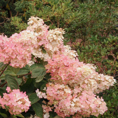 Hydrangea Hortensie - 3 Stk - Hydrangea Paniculata 'Pink Lady' - Höhe 25-40Cm - ⌀9Cm 