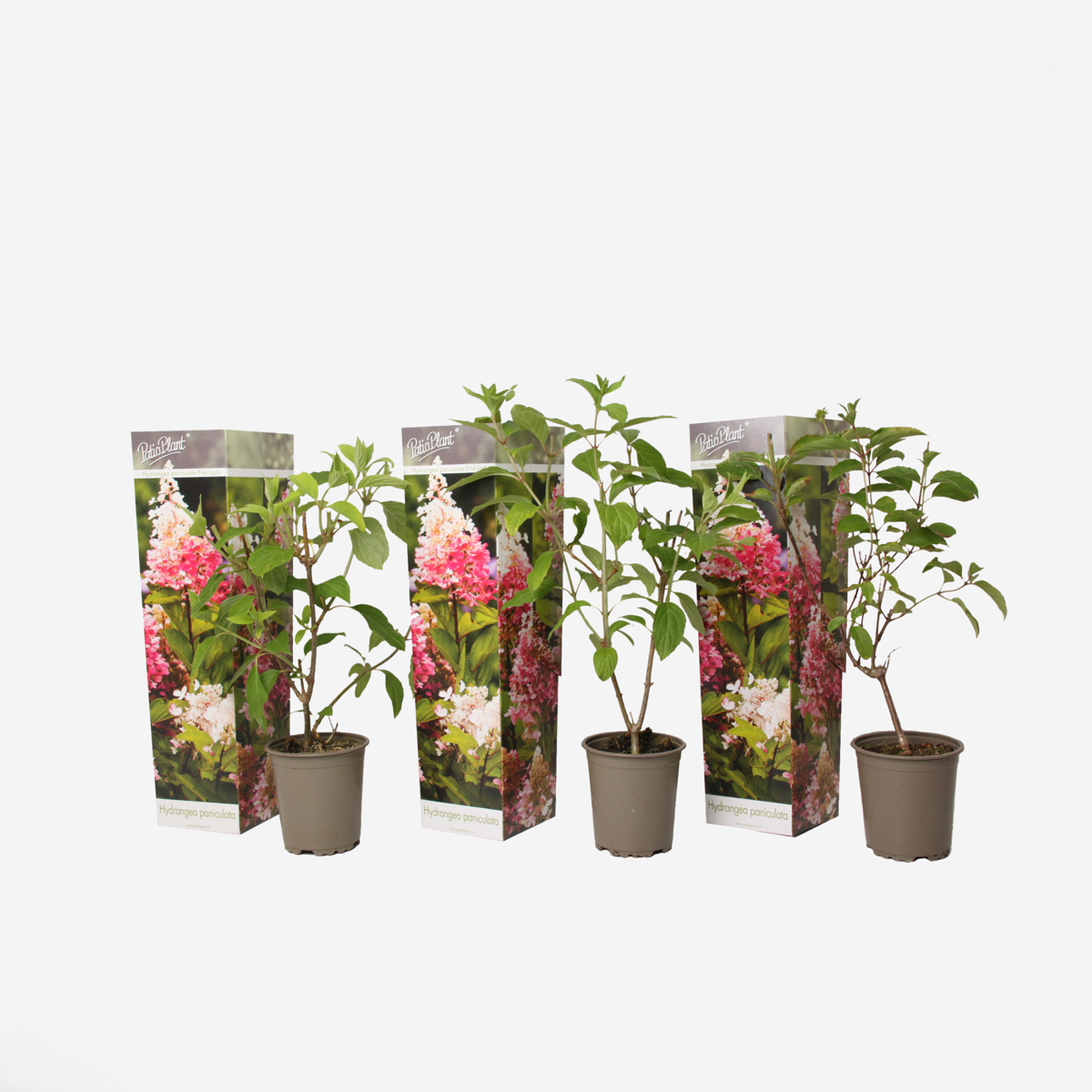 Hydrangea Hortensie - 3 Stk - Hydrangea Paniculata 'Pink Lady' - Höhe 25-40Cm - ⌀9Cm 