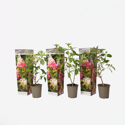 Hydrangea Hortensie - 3 Stk - Hydrangea Paniculata 'Pink Lady' - Höhe 25-40Cm - ⌀9Cm 