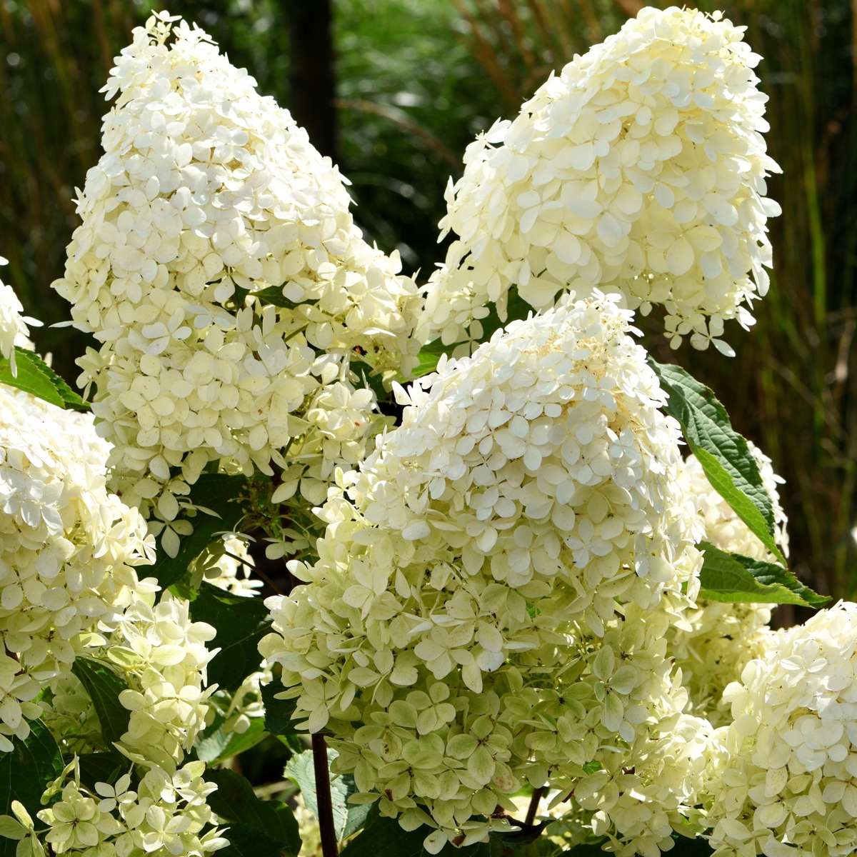 Hydrangea Hortensie - 3 Stk - Hydrangea Paniculata 'Phantom' - Höhe 25-40Cm - ⌀9Cm 