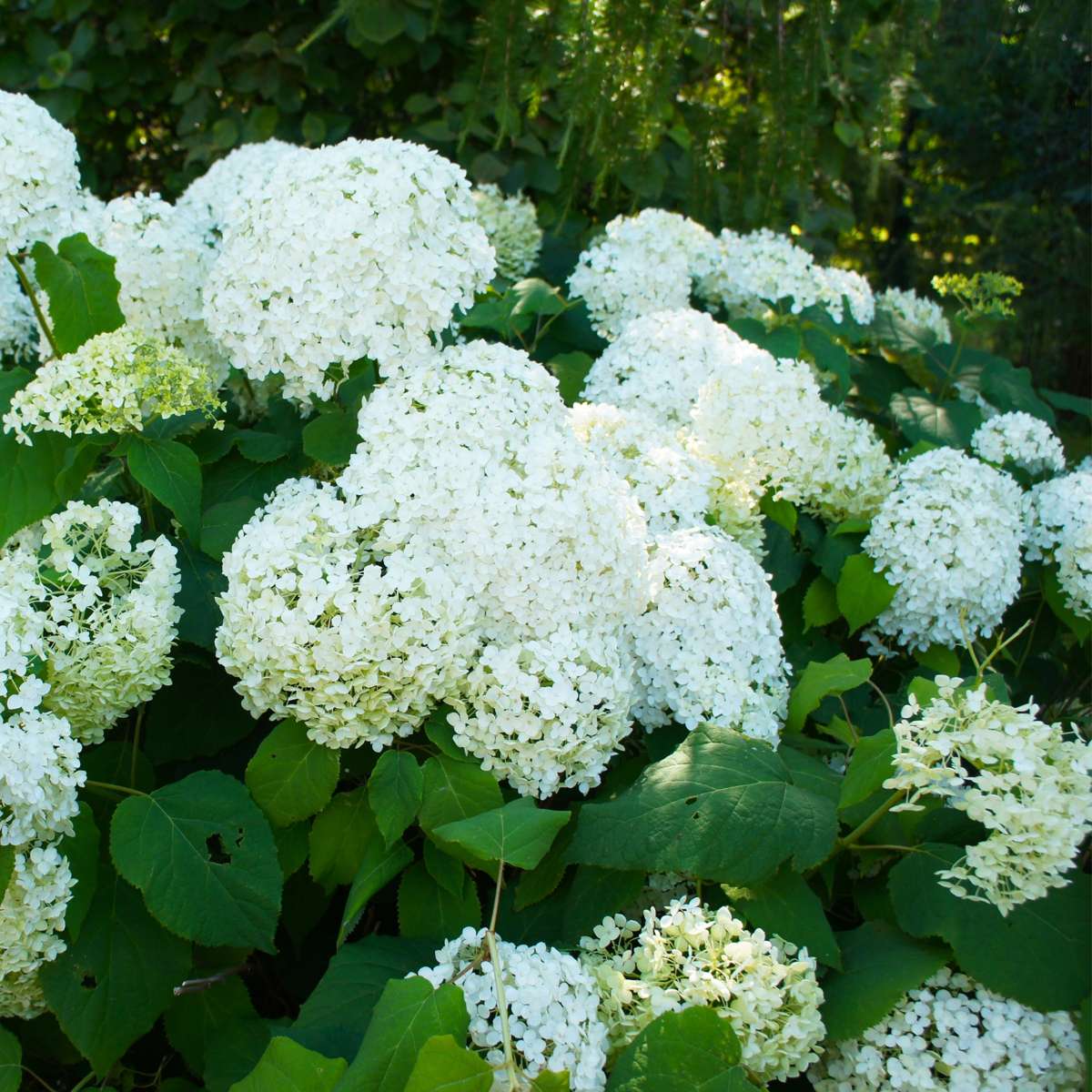 Hydrangea Hortensie - 3 Stk - Hydrangea Paniculata 'Silver Dollar' - Höhe 25-40Cm - ⌀9Cm 