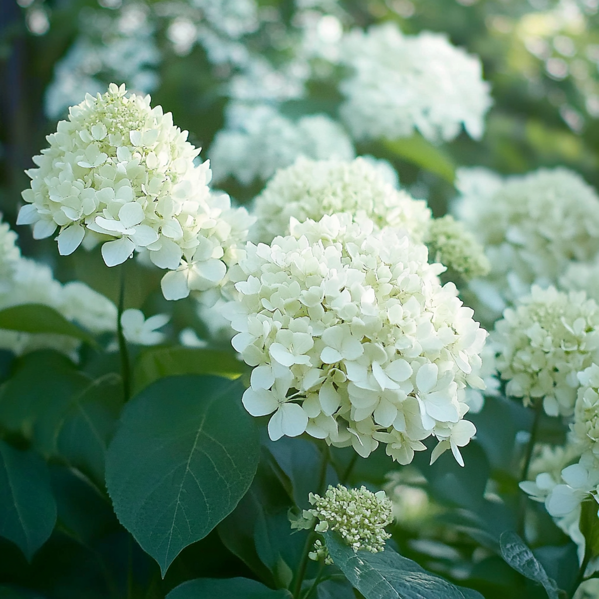 Hydrangea Hortensie - 3 Stk - Hydrangea Paniculata 'Silver Dollar' - Höhe 25-40Cm - ⌀9Cm 