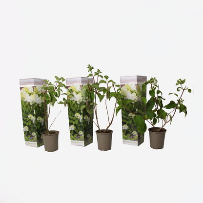 Hydrangea Hortensie - 3 Stk - Hydrangea Paniculata 'Silver Dollar' - Höhe 25-40Cm - ⌀9Cm 