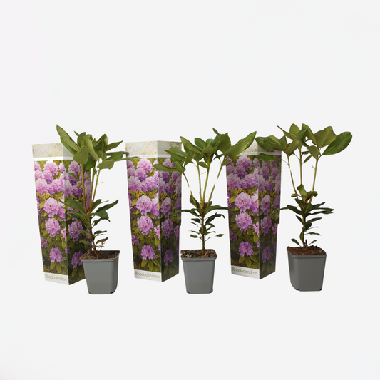 Rhododendron Rhododendren - 3 Stk - Rhododendron 'Catawbiense Purple' - Höhe 25-40Cm - ⌀9Cm 