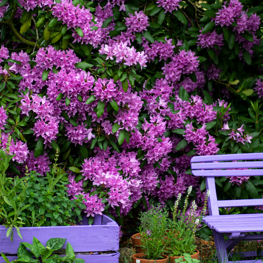Rhododendron Rhododendren - 3 Stk - Rhododendron 'Catawbiense Purple' - Höhe 25-40Cm - ⌀9Cm 