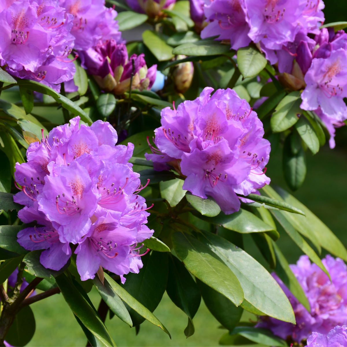 Rhododendron Rhododendren - 3 Stk - Rhododendron 'Catawbiense Purple' - Höhe 25-40Cm - ⌀9Cm 