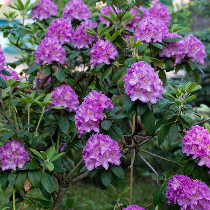 Rhododendron Rhododendren - 3 Stk - Rhododendron 'Catawbiense Purple' - Höhe 25-40Cm - ⌀9Cm 