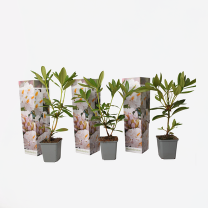 Rhododendron Rhododendren - 3 Stk - Rhododendron 'Cunningham's White' - Höhe 25-40Cm - ⌀9Cm 