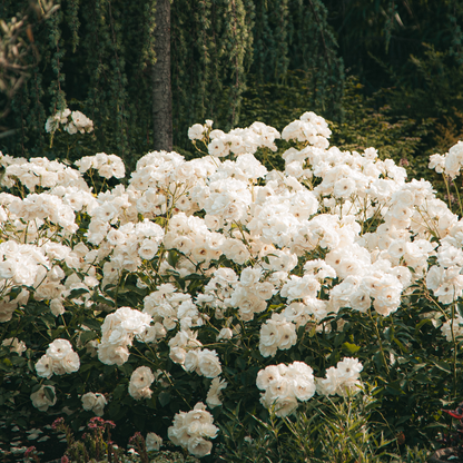 Rhododendron Rhododendren - 3 Stk - Rhododendron 'Cunningham's White' - Höhe 25-40Cm - ⌀9Cm 