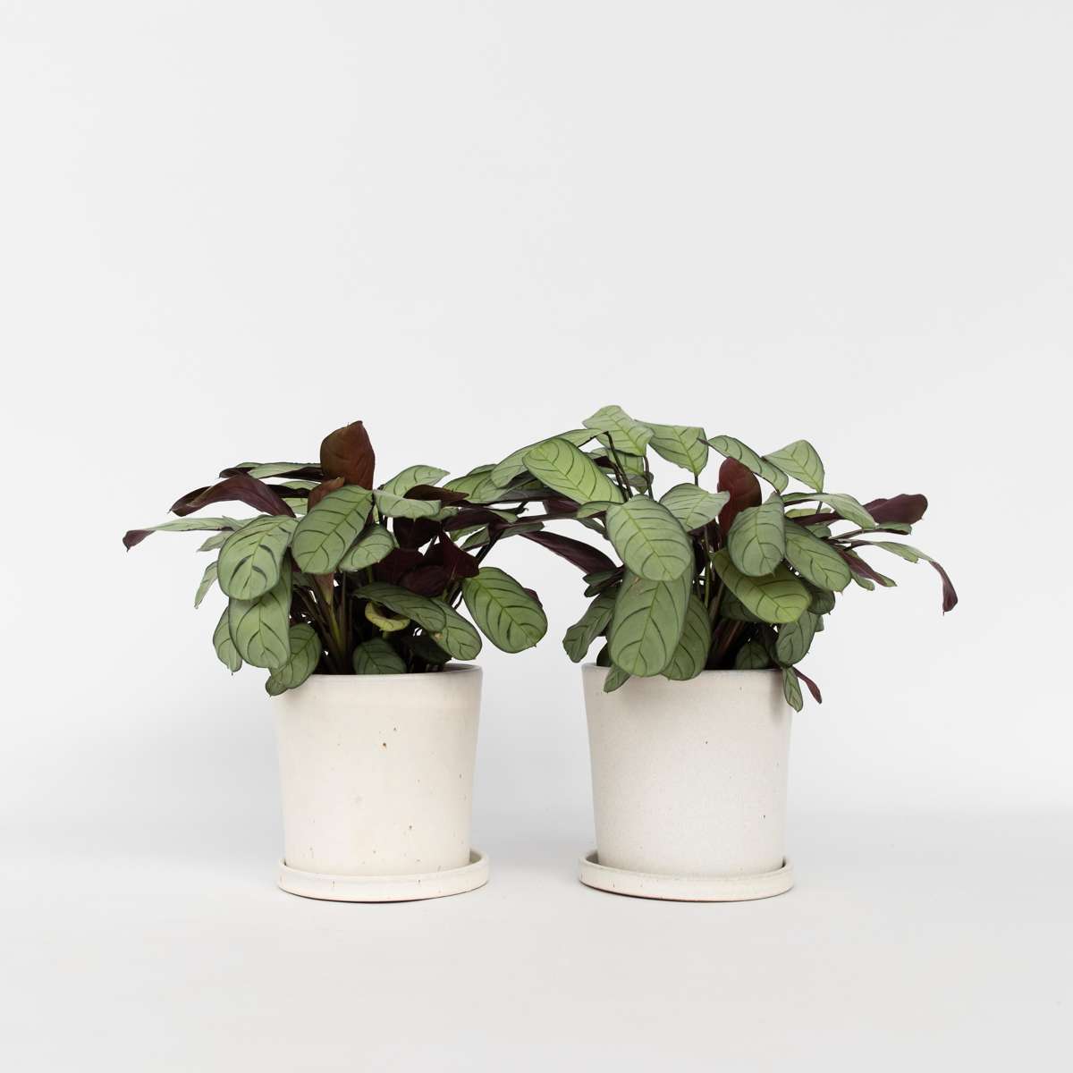 Ctenanthe Marante - 2 Stk - Ctenanthe Burle-Marxii 'Amagris' - Höhe 25-35Cm - ⌀14Cm 