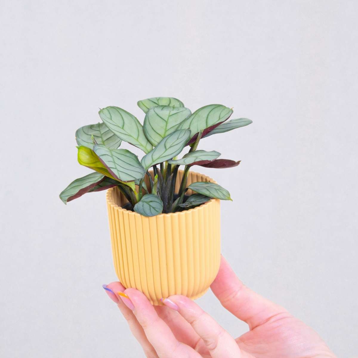 Ctenanthe Marante - 2 Stk - Ctenanthe Burle-Marxii 'Amagris' - Höhe 25-35Cm - ⌀14Cm 