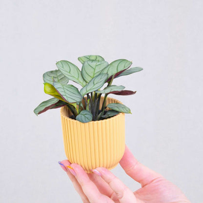 Ctenanthe Marante - 2 Stk - Ctenanthe Burle-Marxii 'Amagris' - Höhe 25-35Cm - ⌀14Cm 