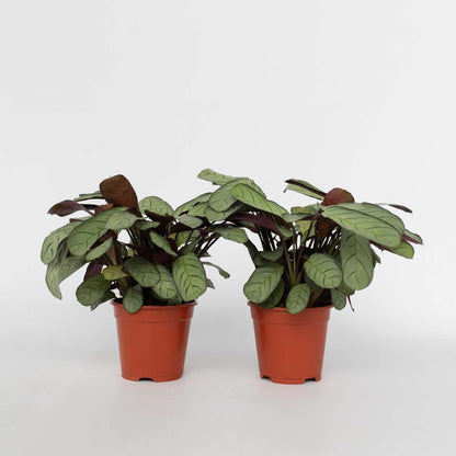 Ctenanthe Marante - 2 Stk - Ctenanthe Burle-Marxii 'Amagris' - Höhe 25-35Cm - ⌀14Cm 