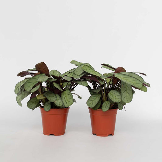 Ctenanthe Marante - 2 Stk - Ctenanthe Burle-Marxii 'Amagris' - Höhe 25-35Cm - ⌀14Cm 