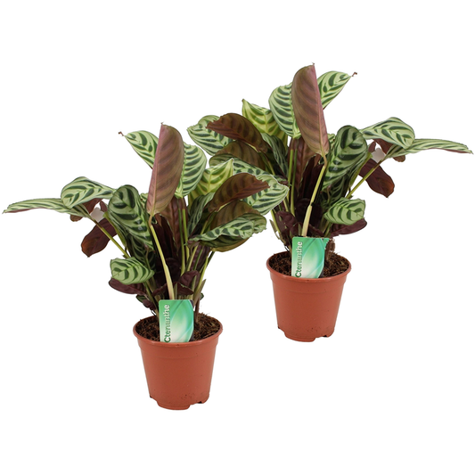 Ctenanthe Marante - 2 Stk - Ctenanthe 'Burle-Marxii' - Höhe 30-40Cm - ⌀14Cm 