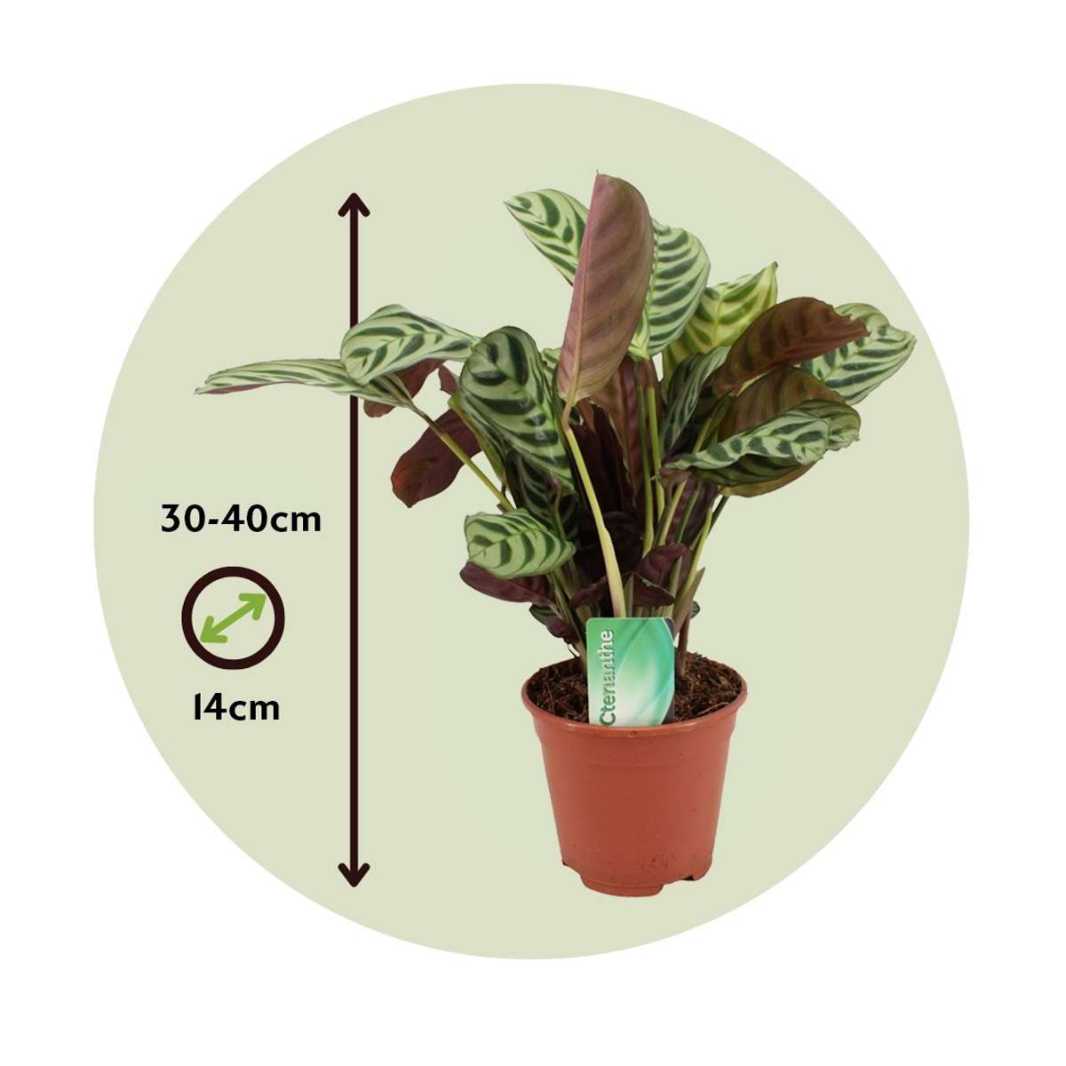 Ctenanthe Marante - 2 Stk - Ctenanthe 'Burle-Marxii' - Höhe 30-40Cm - ⌀14Cm 