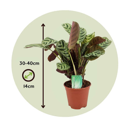 Ctenanthe Marante - 2 Stk - Ctenanthe 'Burle-Marxii' - Höhe 30-40Cm - ⌀14Cm 