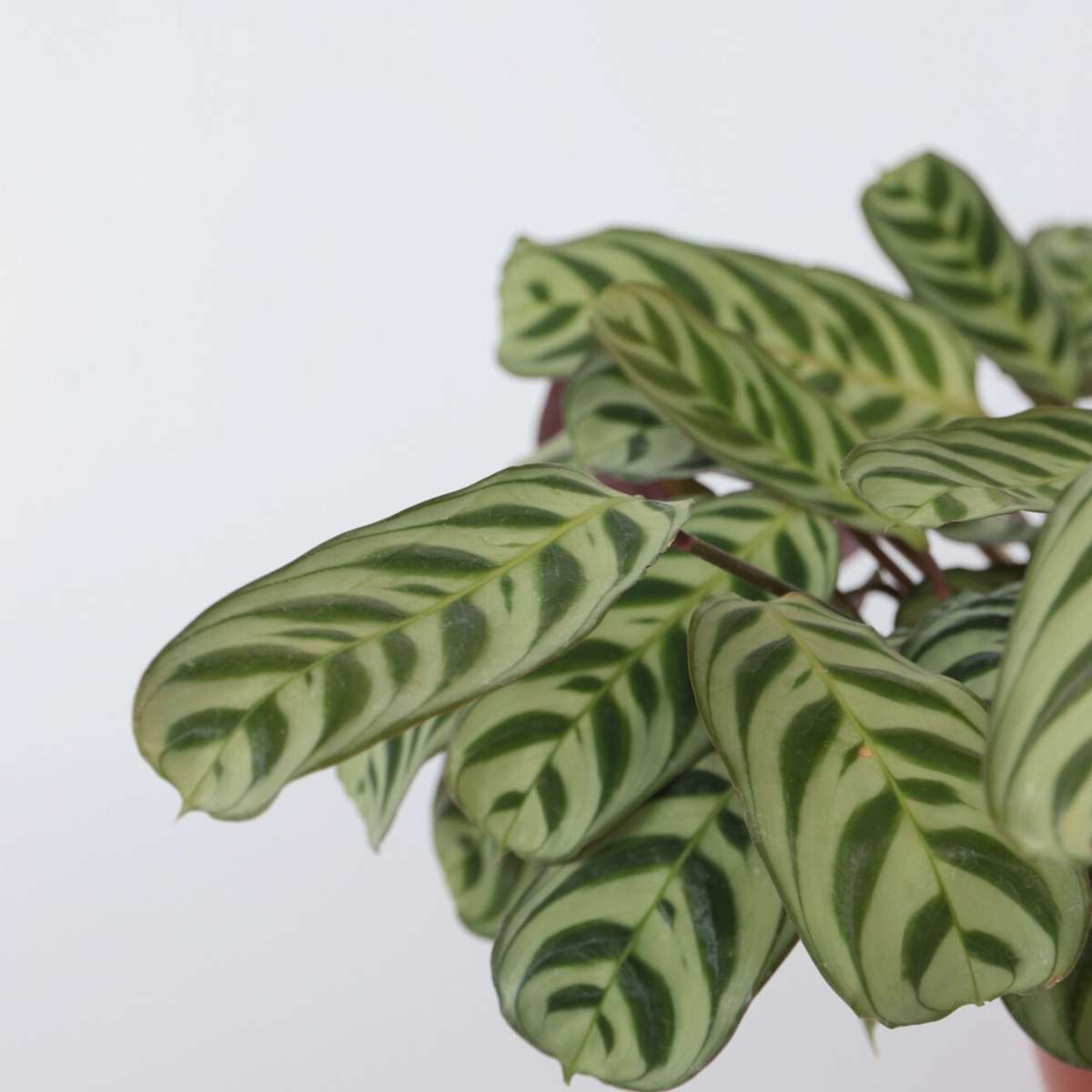 Ctenanthe Marante - Ctenanthe 'Burle-Marxii' - Höhe 30-40Cm - ⌀14Cm 