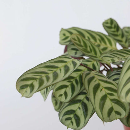 Ctenanthe Marante - Ctenanthe 'Burle-Marxii' - Höhe 30-40Cm - ⌀14Cm 