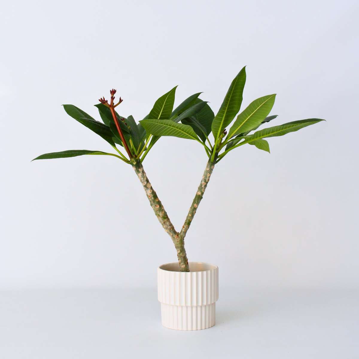Blooming Houseplants Hawaii-Palme Weiß - Plumeria Rubra - Höhe 55-70Cm - ⌀17Cm 