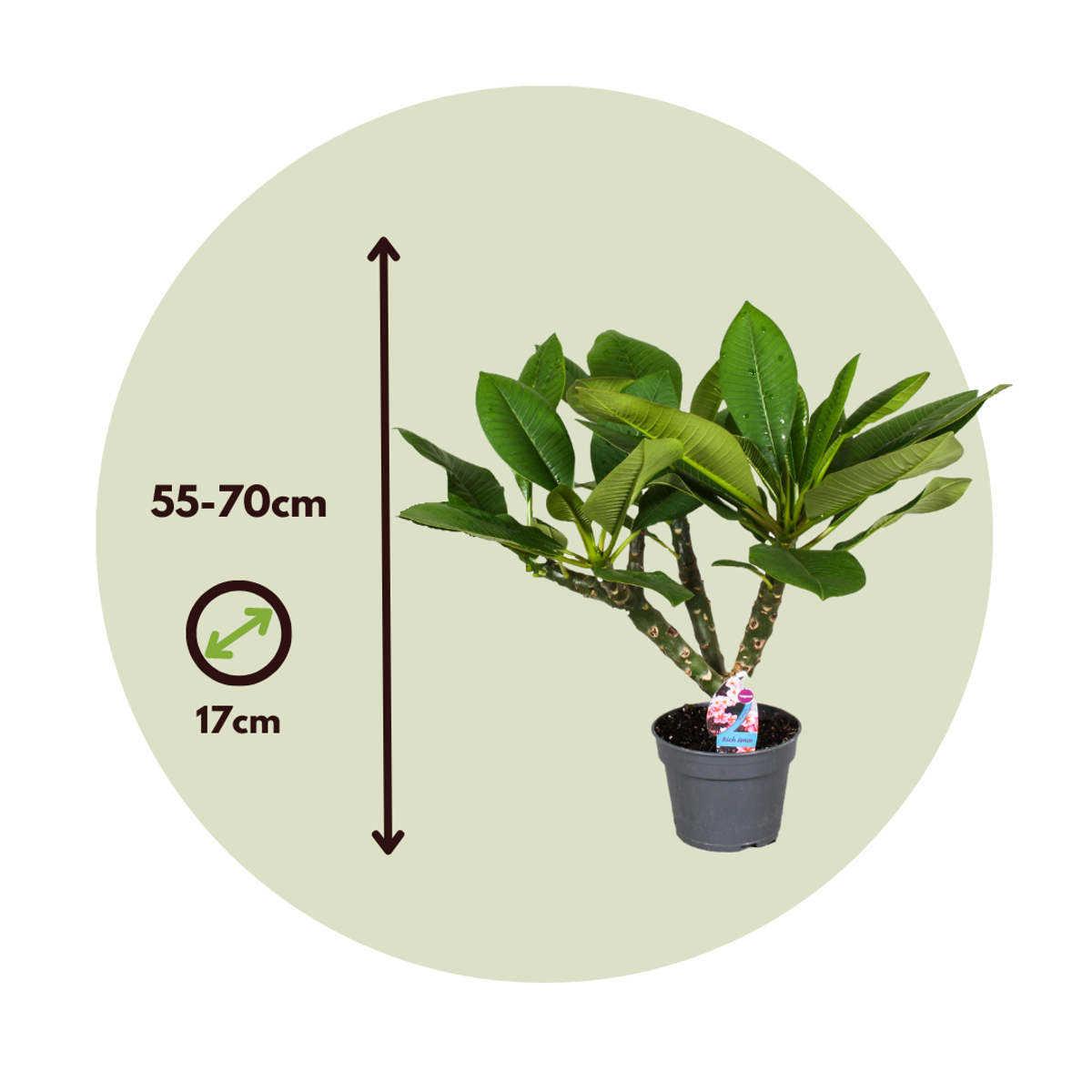 Blooming Houseplants Hawaii-Palme Weiß - Plumeria Rubra - Höhe 55-70Cm - ⌀17Cm 