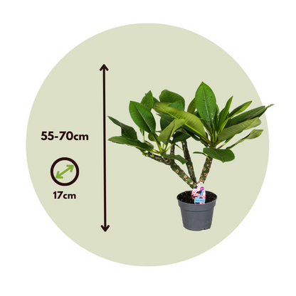 Blooming Houseplants Hawaii-Palme Weiß - Plumeria Rubra - Höhe 55-70Cm - ⌀17Cm 