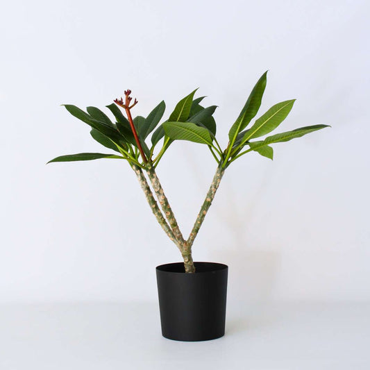 Blooming Houseplants Hawaii-Palme Weiß - Plumeria Rubra - Höhe 55-70Cm - ⌀17Cm 