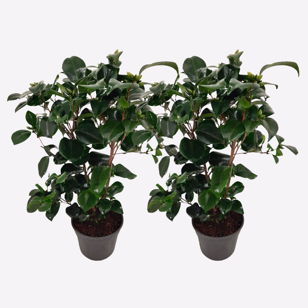 Roses Japanische Rose - 2 Stk - Camellia Japonica Lady Campbell - Höhe 50-60Cm - ⌀15Cm 