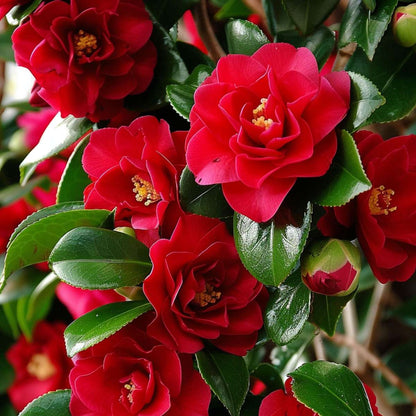 Roses Japanische Rose - 2 Stk - Camellia Japonica Lady Campbell - Höhe 50-60Cm - ⌀15Cm 