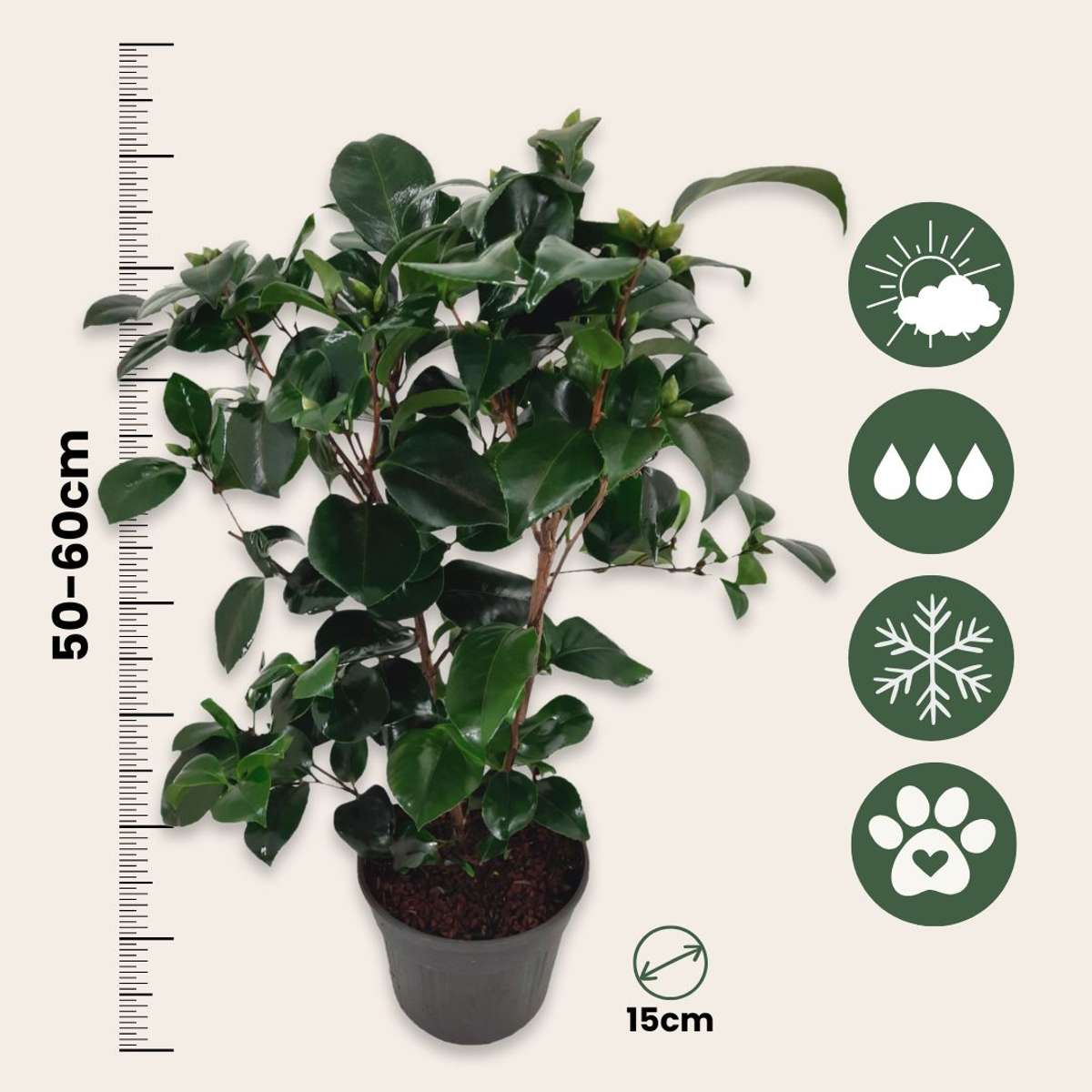 Roses Japanische Rose - Camellia Japonica 'Lady Campbell' - Höhe 50-60Cm - ⌀15Cm 