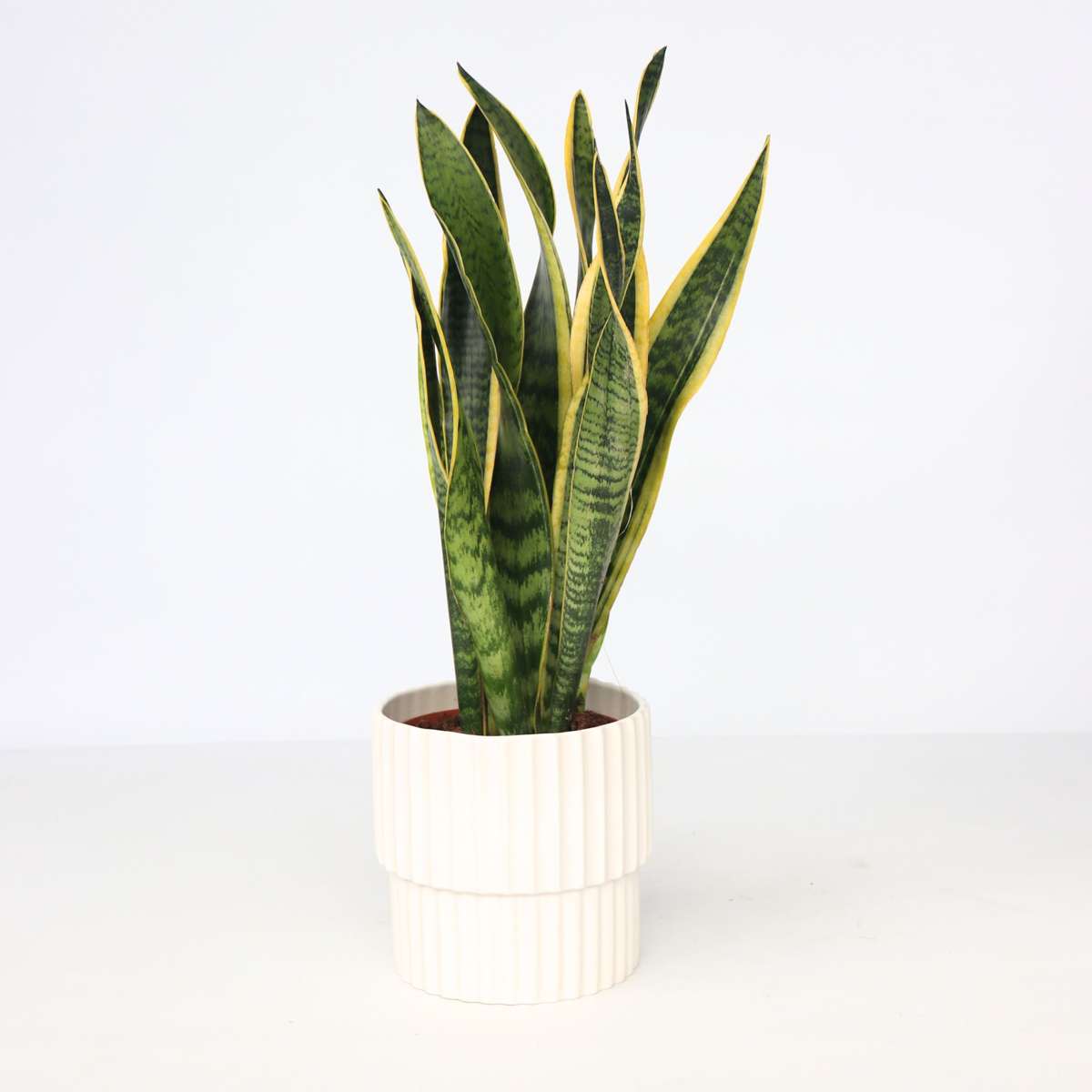 Sansevieria Bogenhanf - Sansevieria Trifasciata Laurentii - Höhe 40-50Cm - ⌀14Cm 