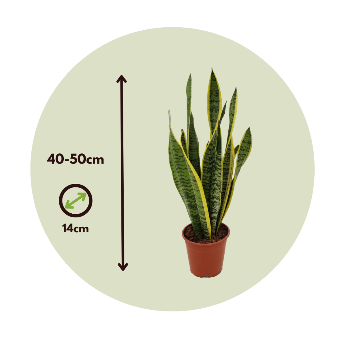Sansevieria Bogenhanf - Sansevieria Trifasciata Laurentii - Höhe 40-50Cm - ⌀14Cm 