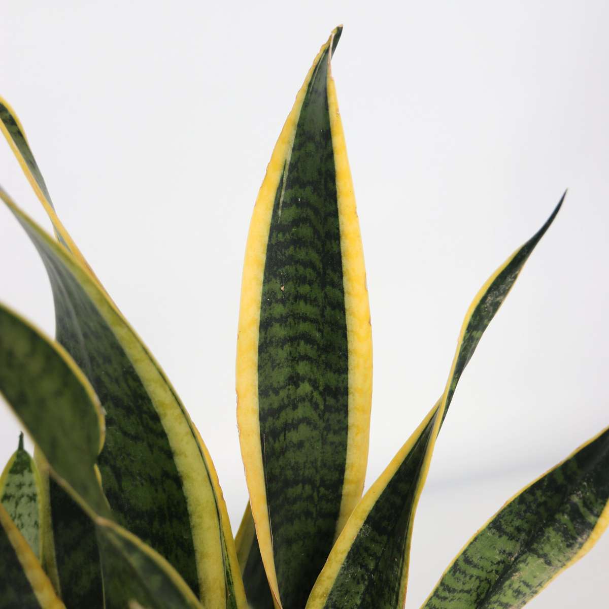 Sansevieria Bogenhanf - Sansevieria Trifasciata Laurentii - Höhe 40-50Cm - ⌀14Cm 