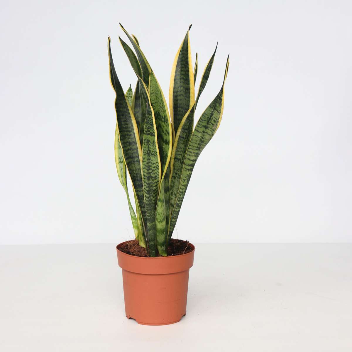 Sansevieria Bogenhanf - Sansevieria Trifasciata Laurentii - Höhe 40-50Cm - ⌀14Cm 