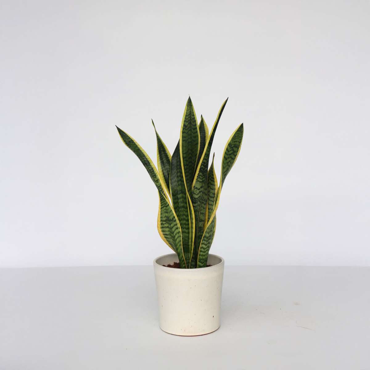 Sansevieria Bogenhanf - Sansevieria Trifasciata Laurentii - Höhe 60-70Cm - ⌀17Cm 