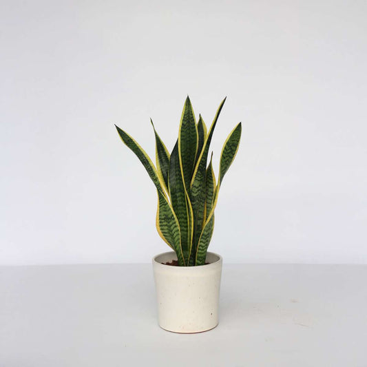 Sansevieria Bogenhanf - Sansevieria Trifasciata Laurentii - Höhe 60-70Cm - ⌀17Cm 