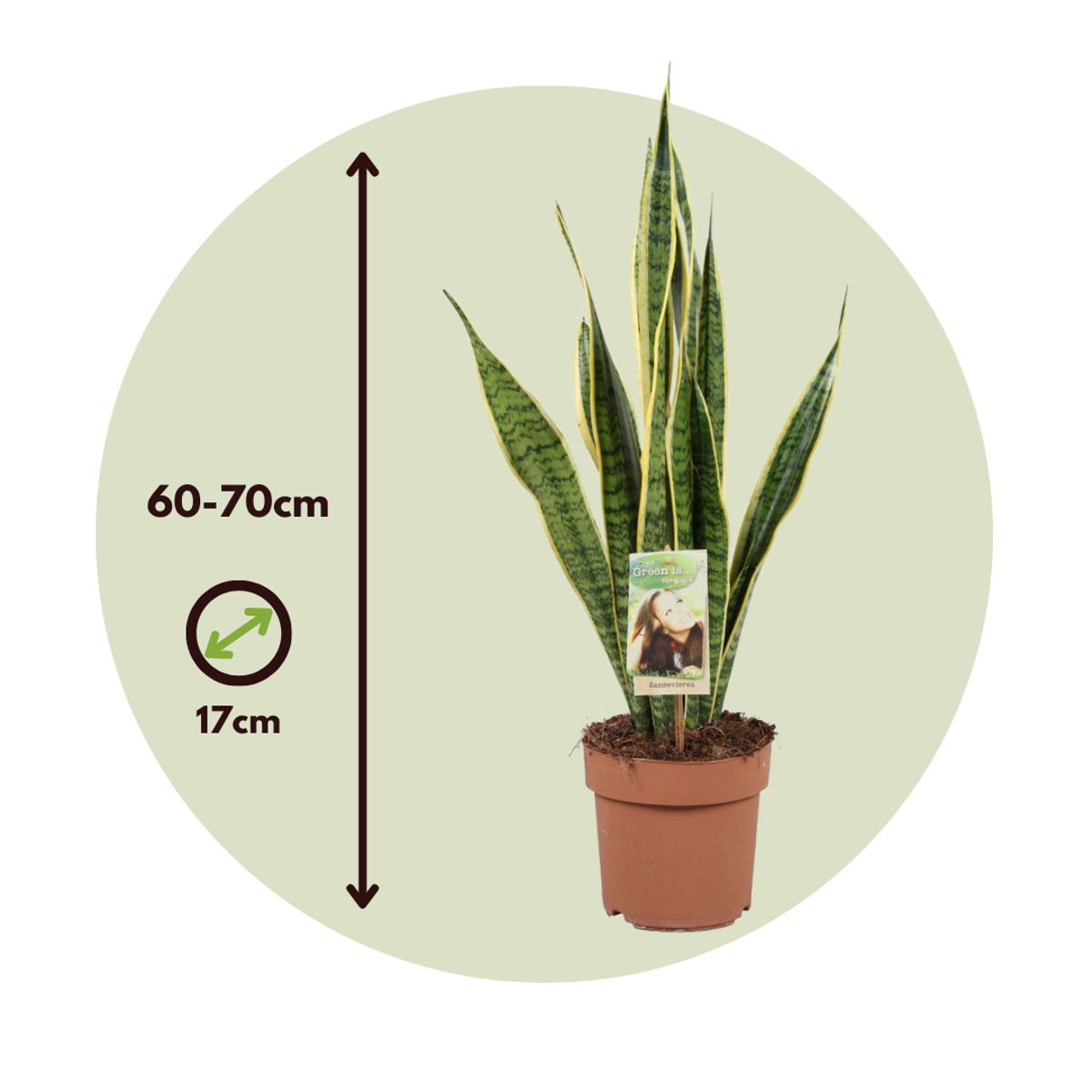 Sansevieria Bogenhanf - Sansevieria Trifasciata Laurentii - Höhe 60-70Cm - ⌀17Cm 