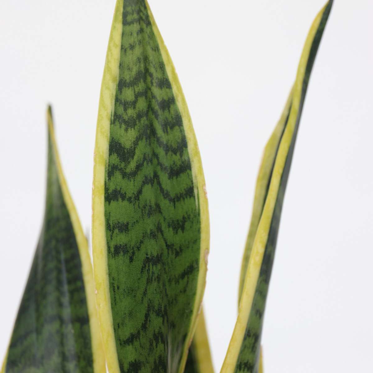 Sansevieria Bogenhanf - Sansevieria Trifasciata Laurentii - Höhe 60-70Cm - ⌀17Cm 