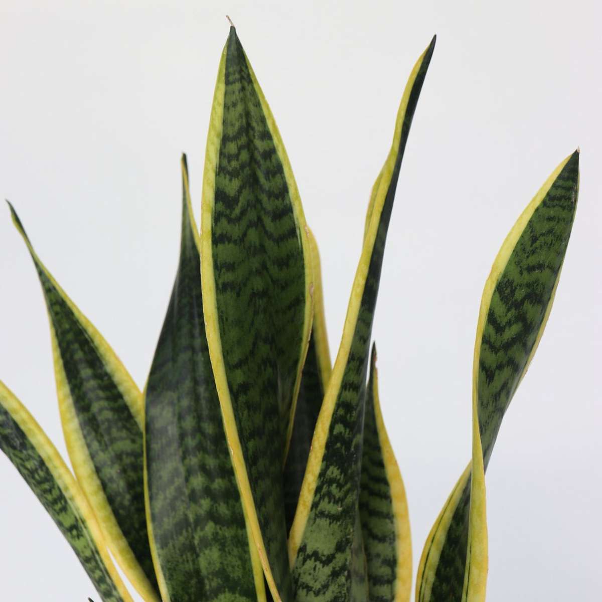 Sansevieria Bogenhanf - Sansevieria Trifasciata Laurentii - Höhe 60-70Cm - ⌀17Cm 