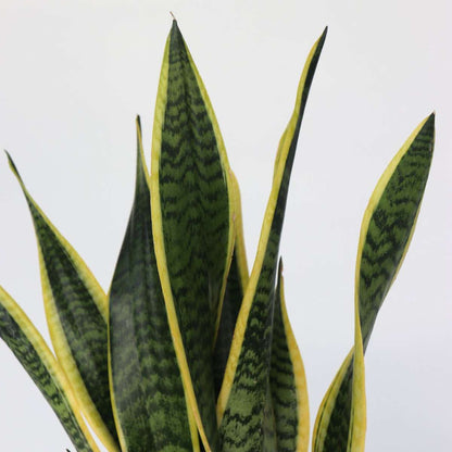 Sansevieria Bogenhanf - Sansevieria Trifasciata Laurentii - Höhe 60-70Cm - ⌀17Cm 